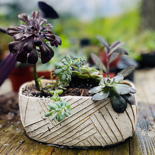 Coil Building - A Planter For Your Summer Garden, Thursday May 22nd